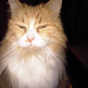 Meet your Posher, Rose